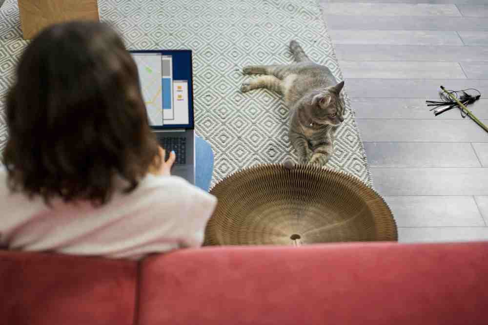 How Do Cats Know Their Way Back Home? Exploring the Mysterious Homing Instinct