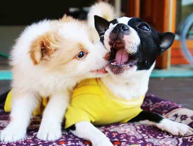 How Do Dogs Find Their Way Home? Unraveling the Mystery of Canine Navigation
