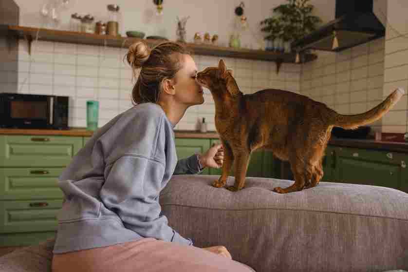How Long for a Cat to Adjust to a New Home: A Complete Guide