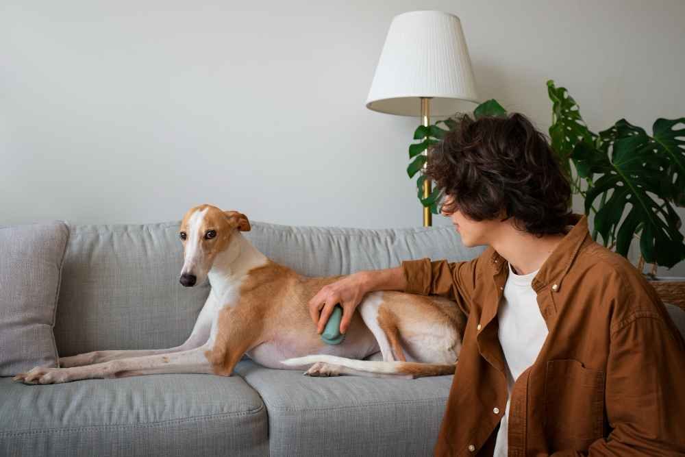 How to Fix Paraphimosis in Dogs at Home
