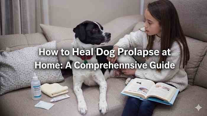 How to Heal Dog Prolapse at Home: A Comprehensive Guide How to Heal Dog Prolapse at Home: A Comprehensive Guide