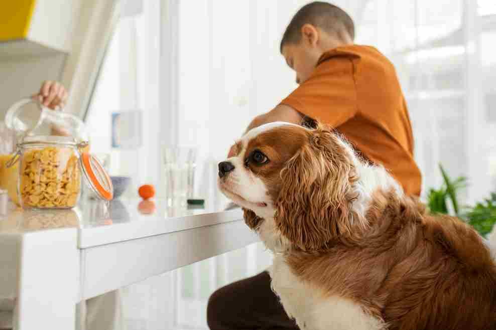 How to Treat Mange in Dogs at Home: A Comprehensive Guide