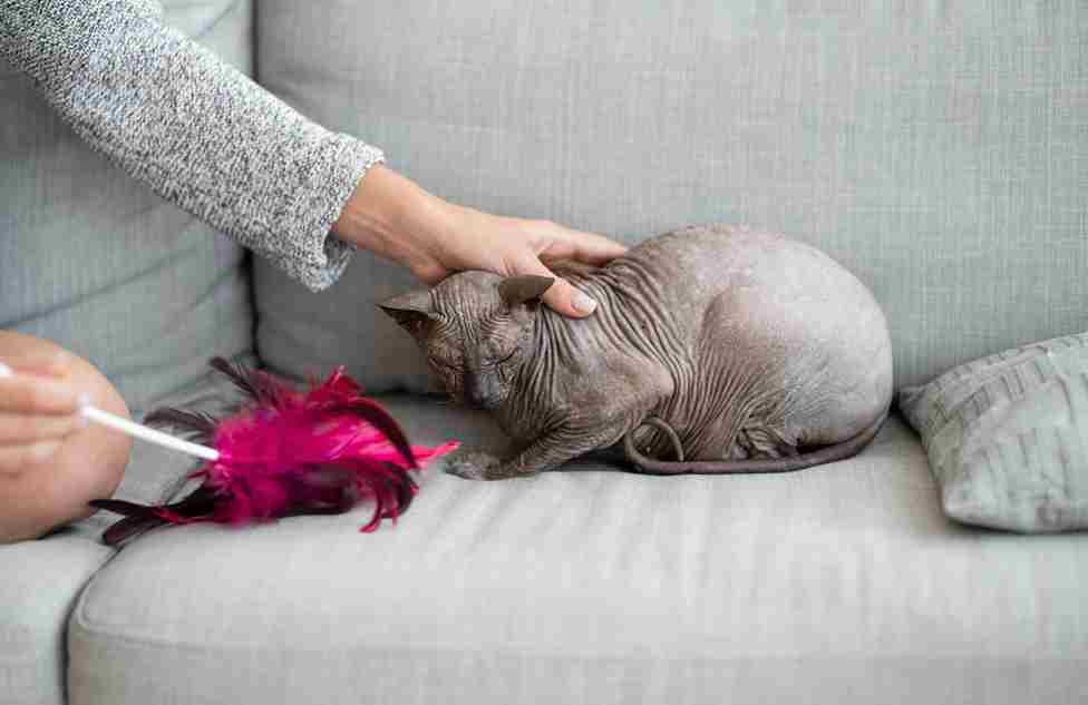 How to Treat Parvo in Cats at Home