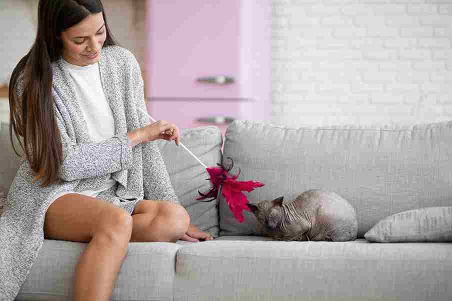 How to Remove Botfly from Cat at Home
